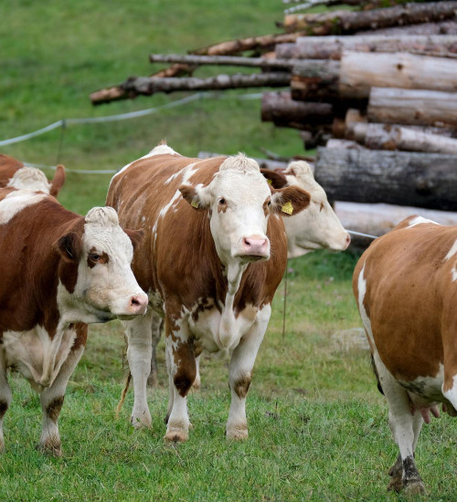 Agropecuária ocupa considerável extensão de terra no bioma Amazônia