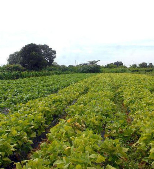 Banco do Brasil reforça linhas de crédito rural com R$ 1 bilhão
