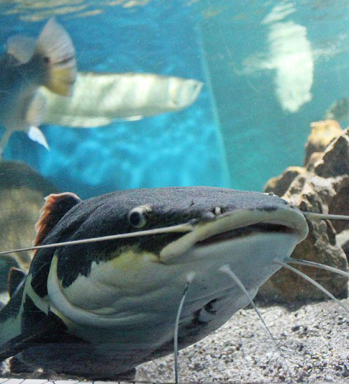 Crianças podem visitar Planeta Inseto e Museu da Pesca pela internet