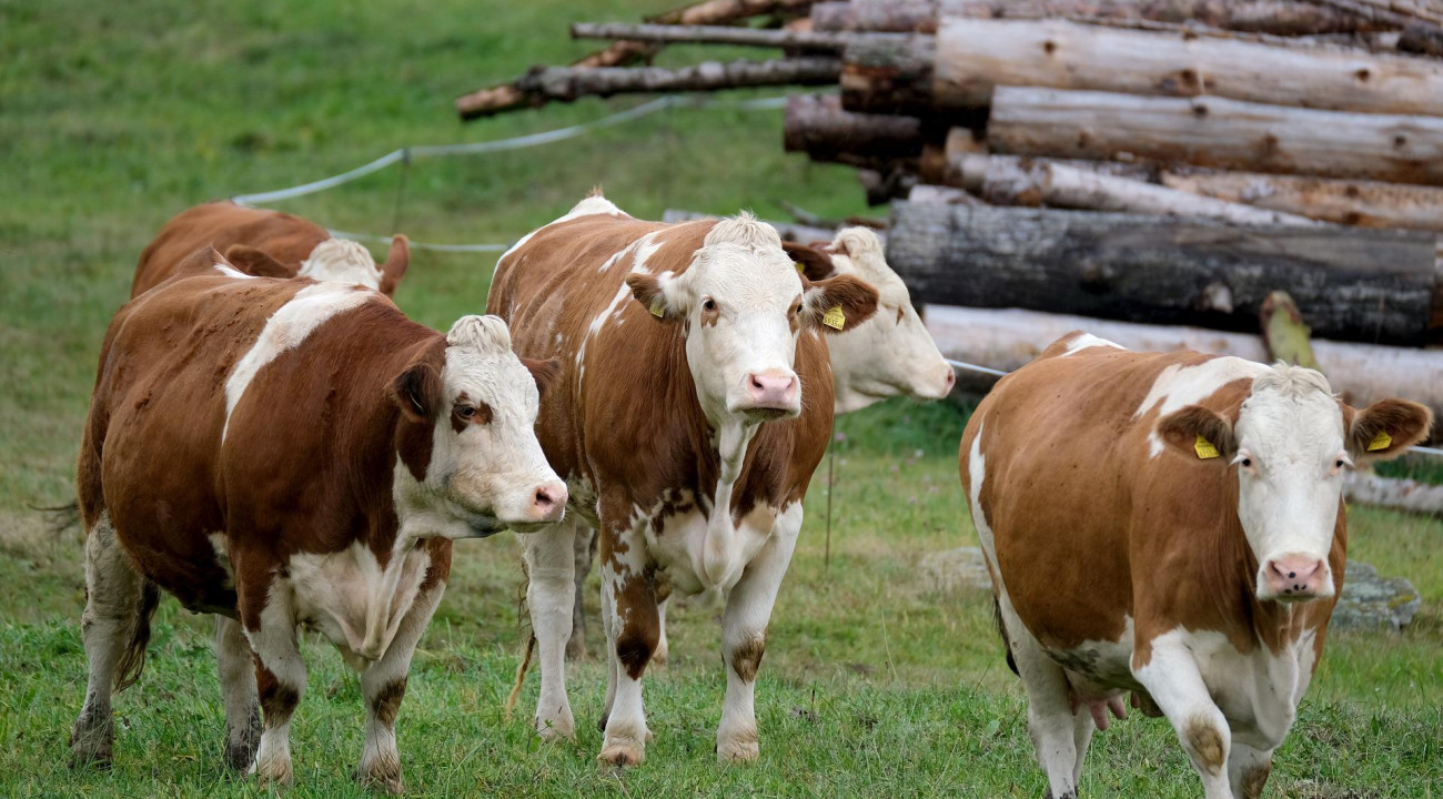 Agropecuária ocupa considerável extensão de terra no bioma Amazônia