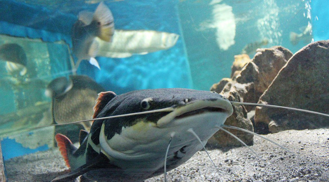 Crianças podem visitar Planeta Inseto e Museu da Pesca pela internet